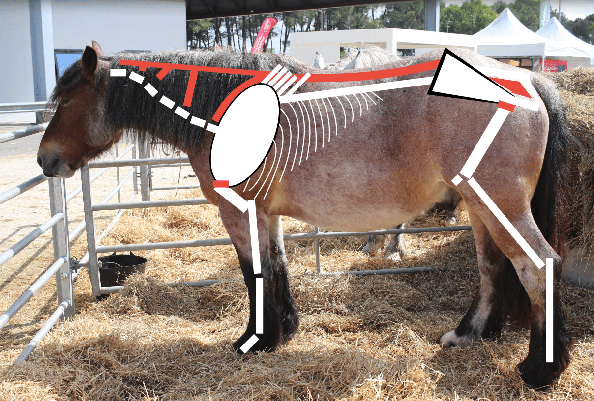 Cheval